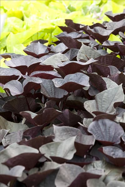 Ipomoea batatas