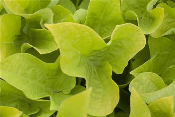 Ipomoea batatas