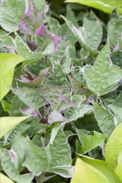 Ipomoea batatas