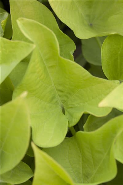 Ipomoea batatas