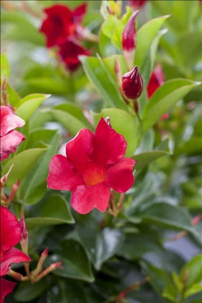 Mandevilla sanderi 'Rio Deep Red'