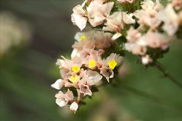 Limonium sinuatum