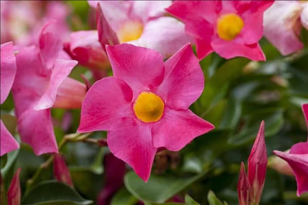 Mandevilla sanderi 'Sundaville'®
