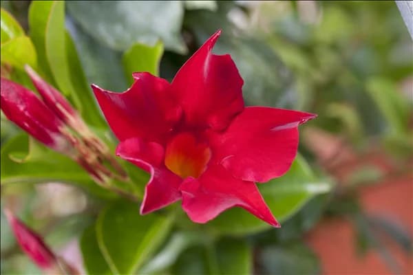 Mandevilla sanderi 'Sundaville'®