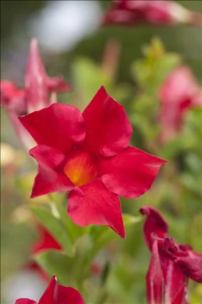 Mandevilla sanderi 'Sundaville'®