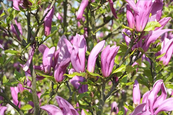 Magnolia liliiflora 'Betty'