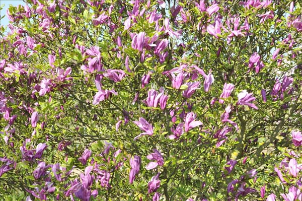 Magnolia liliiflora 'Betty'