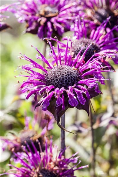 Monarda fistulosa 'Scorpion'
