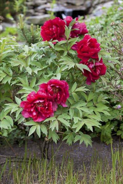 Paeonia lactiflora