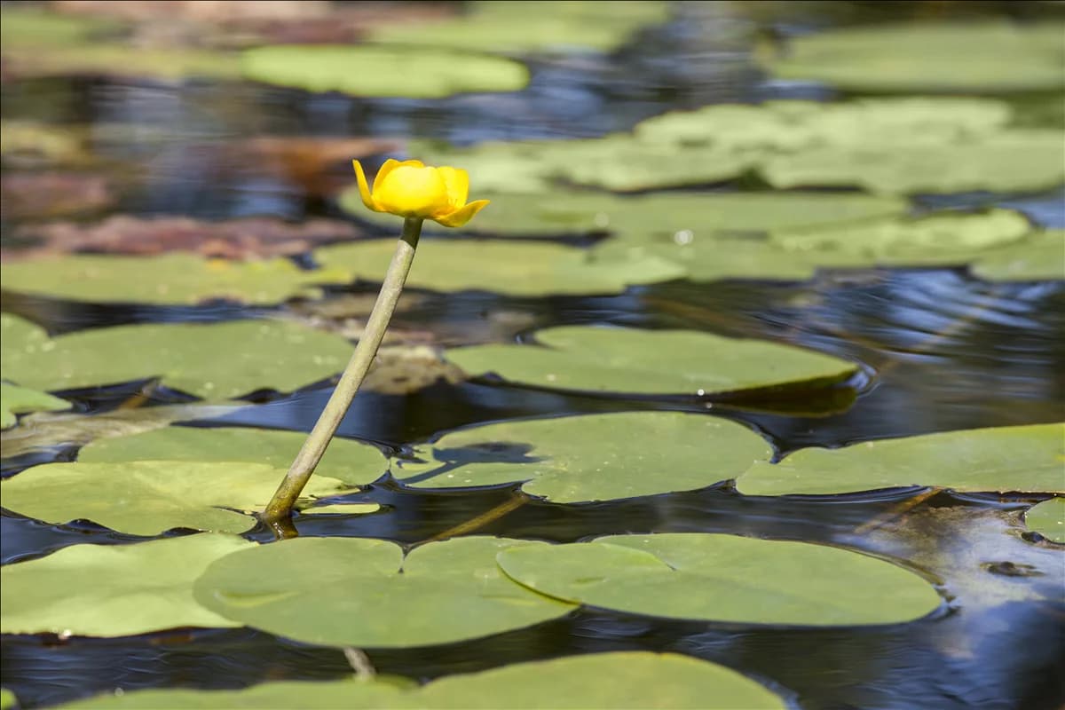 Nuphar lutea