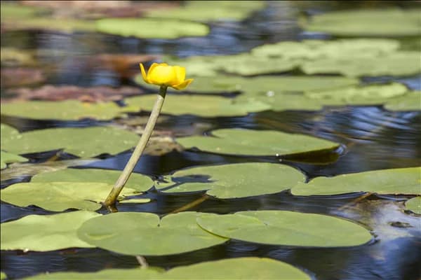 Nuphar lutea