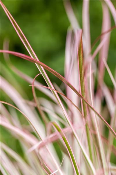 Pennisetum setaceum 'Fireworks'(s)