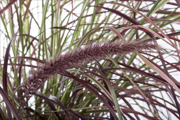 Pennisetum setaceum 'Fireworks'(s)
