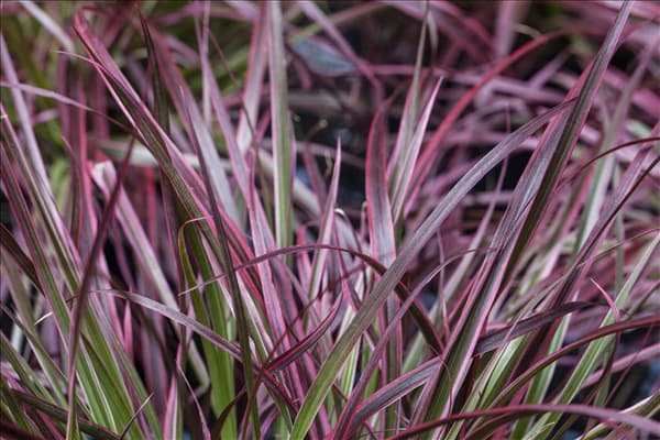 Pennisetum setaceum 'Fireworks'(s)