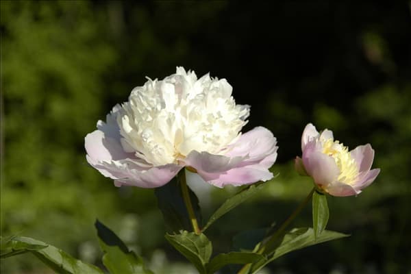 Paeonia lactiflora 'Bowl of Beauty'
