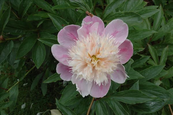 Paeonia lactiflora 'Bowl of Beauty'