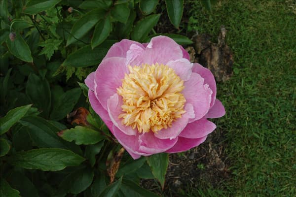 Paeonia lactiflora 'Bowl of Beauty'