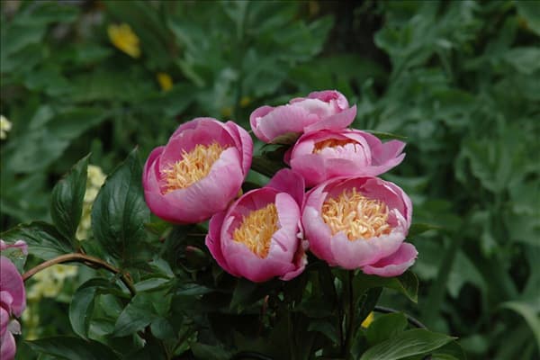 Paeonia lactiflora 'Bowl of Beauty'