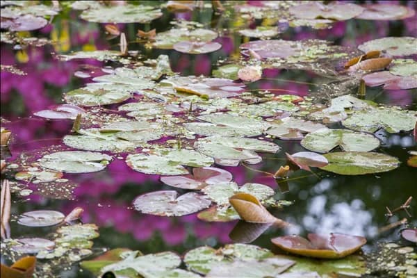 Nymphaea