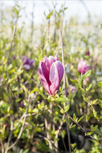 Magnolia liliiflora 'Susan'