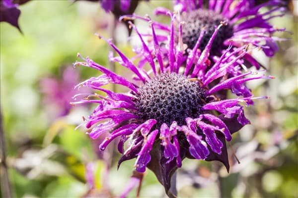 Monarda fistulosa 'Scorpion'