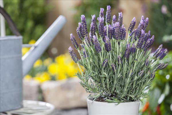 Lavandula stoechas 'Anouk'