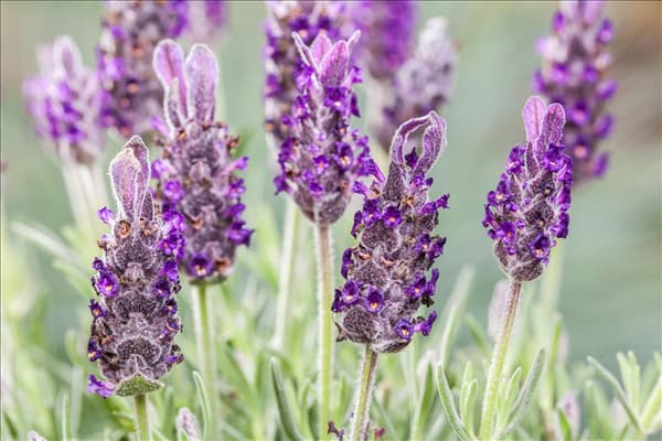 Lavandula stoechas 'Anouk'