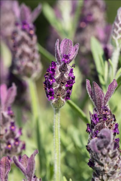 Lavandula stoechas 'Anouk Dark Purple'