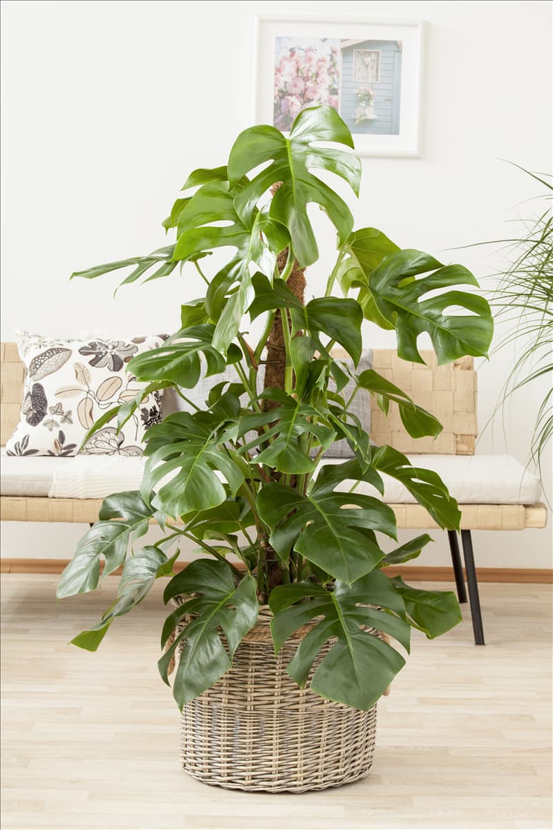 Monstera deliciosa