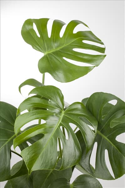 Monstera deliciosa