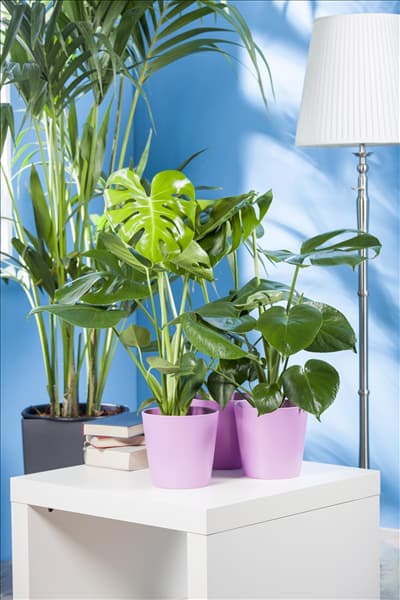 Monstera deliciosa