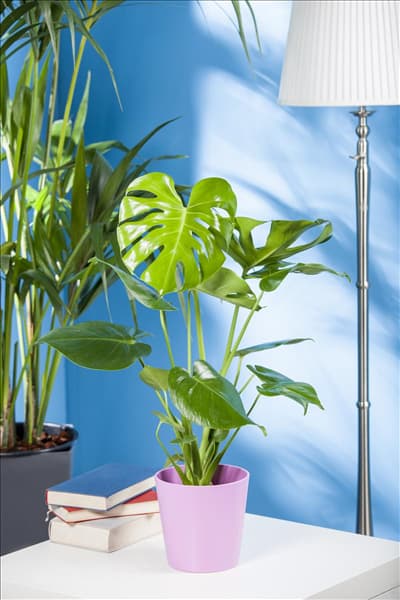 Monstera deliciosa