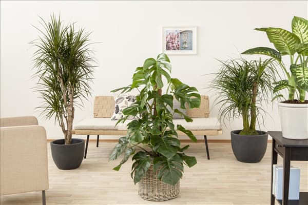 Monstera deliciosa