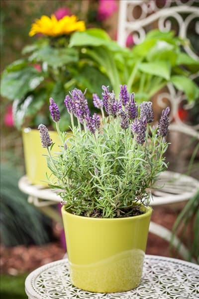 Lavandula stoechas 'Anouk® Dark Purple'