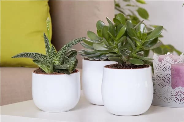 Aloe variegata 'Magic'