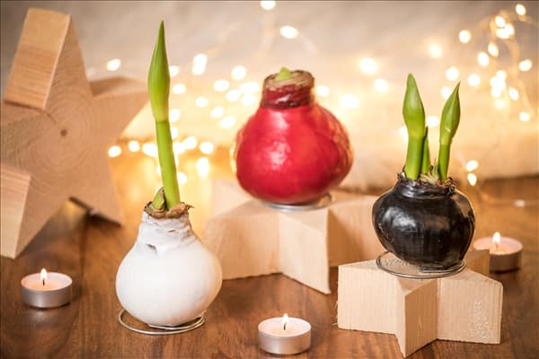 Hippeastrum Waxz®