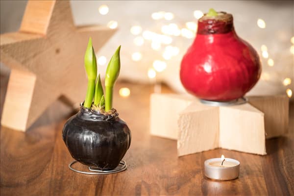 Hippeastrum Waxz®