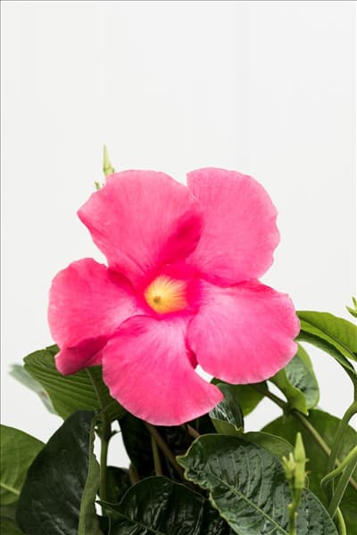 Mandevilla x amabilis 'Alice du Pont'