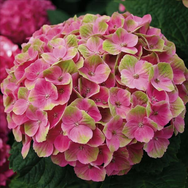 Hydrangea magical Ametyst Roze2_HR