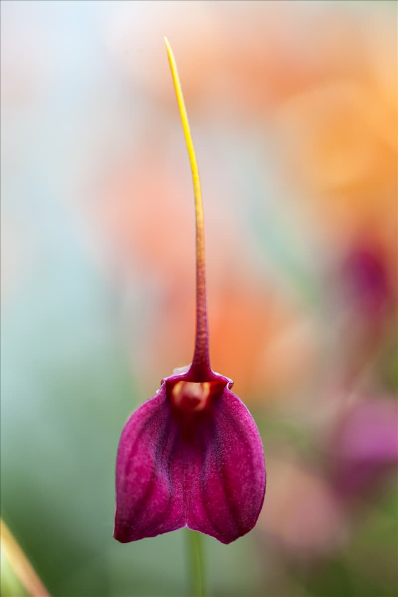 Masdevallia 'BellaVallia'® Masdevallie