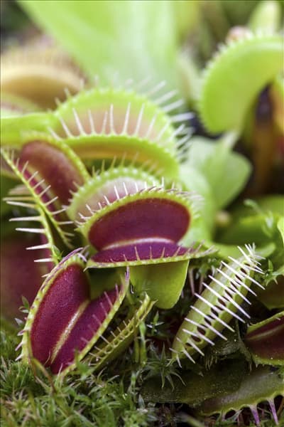 Dionaea