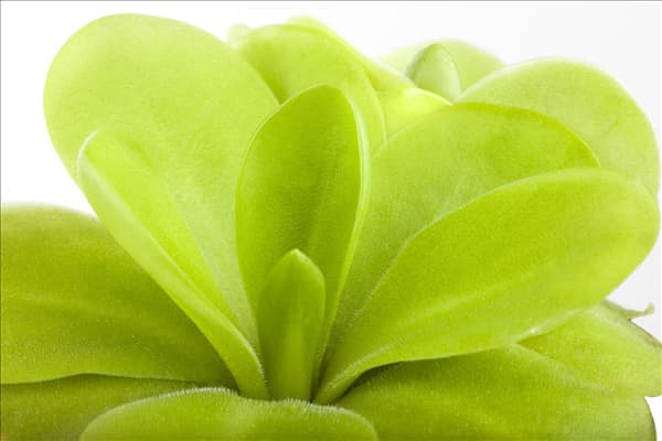 Pinguicula