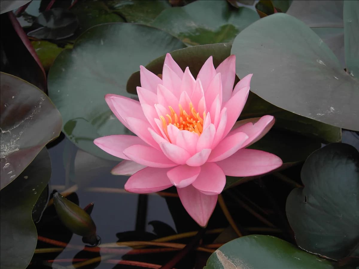 Nymphaea 'Rosennymphe'