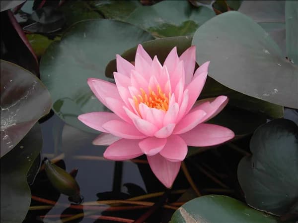 Nymphaea 'Rosennymphe'