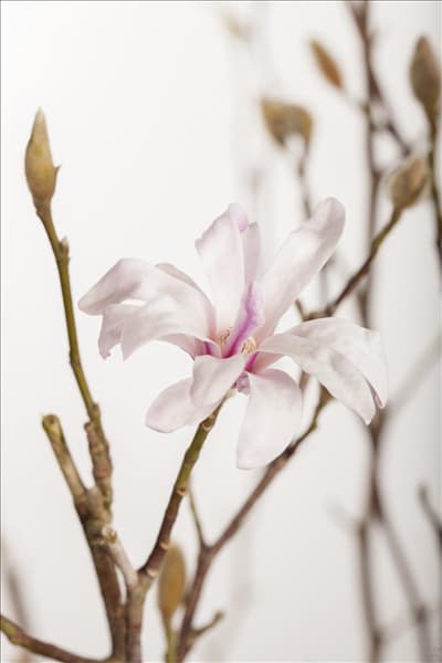 Magnolia x loebneri 'Leonard Messel'