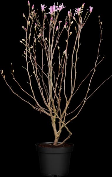 Magnolia x loebneri 'Leonard Messel'