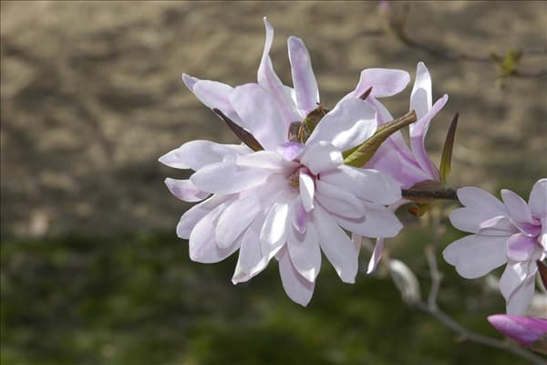 Magnolia x loebneri 'Leonard Messel'