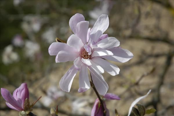 Magnolia x loebneri 'Leonard Messel'