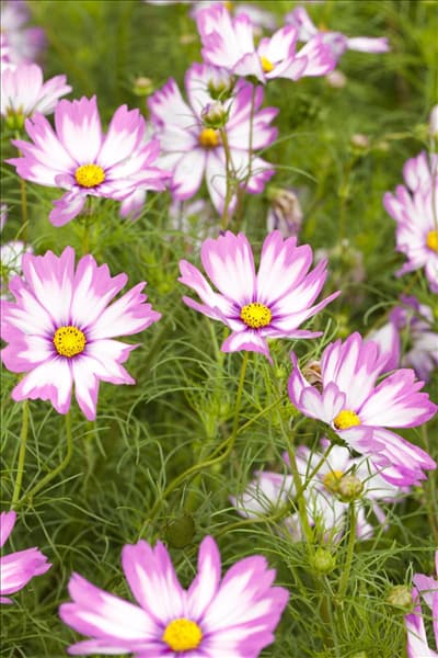 Cosmos bipinnatus