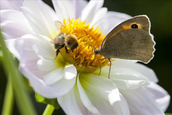 Insektenweide